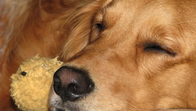 Femeia s-a mirat că un câine vine zilnic să doarmă la ea acasă! Oamenii din întreaga lume au râs atunci când au aflat motivul