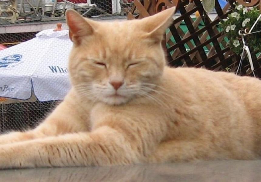 Nu, nu e glumă! O pisică a fost primar al unui oraș, timp de 20 de ani: A c&acirc;ştigat alegerile pentru că oamenii erau nemulţumiţi de candidați! Acum, veteranul Stubbs, a murit