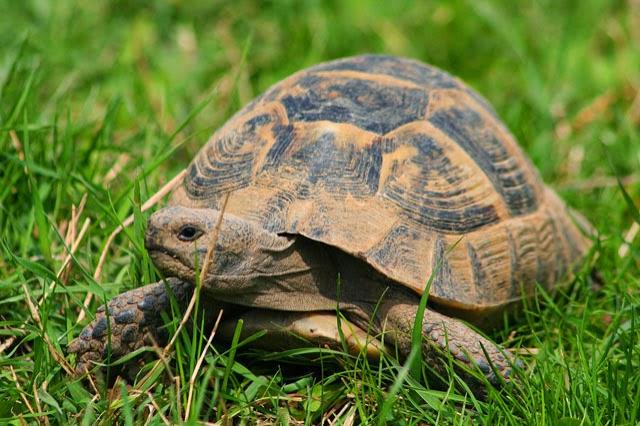 C&acirc;nd cultivi marijuana &icirc;n parc, broasca ţestoasă &icirc;ţi vine de hac! Cam aşa sună povestea unui t&acirc;năr care a ajuns &icirc;n &icirc;nchisoare după ce o broască ţestoasă i-a descoperit plantaţia de marijuana