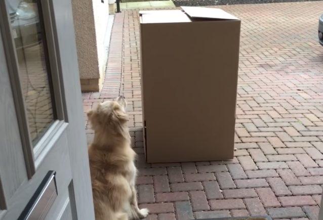 Un câine a avut parte de surpriza vieții lui atunci când a descoperit ce se afla în cutia de carton!