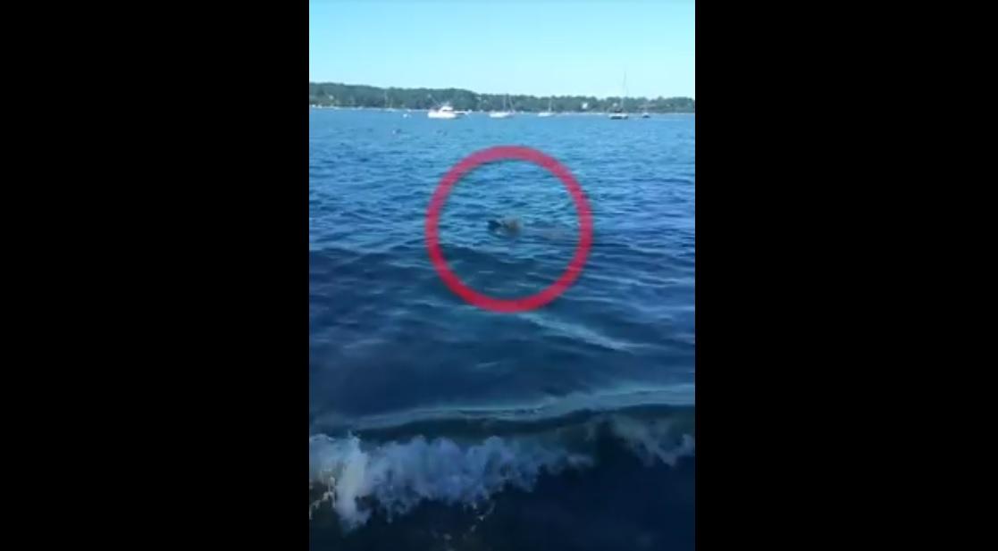 Momente tensionate și extrem de emoționante! Un Golden Retriver a salvat o căprioară de la &icirc;nec, sub ochii stăp&acirc;nului său (VIDEO)