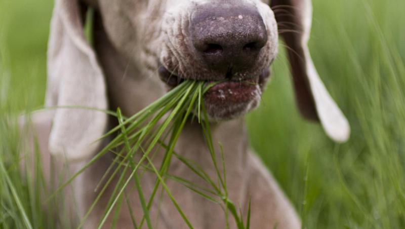 De ce uneori câinii mănâncă iarbă! Cu siguranţă motivul te va surprinde!