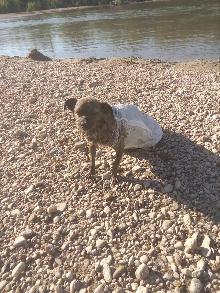 Gest revoltător! O cățelușă și cei cinci puii ai ei, legați &icirc;ntr-un sac și lăsați să se &icirc;nece, &icirc;n r&acirc;ul Argeș: "Am găsit-o &icirc;n jumătatea r&acirc;ului, agățată cu dinții de un băț. Se zbătea să răm&acirc;nă cu capul afară"