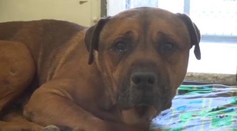 Imagini care-ți aduc lacrimi instant! Un câine nu se poate opri din plâns, după ce își dă seama că a fost abandonat (VIDEO)