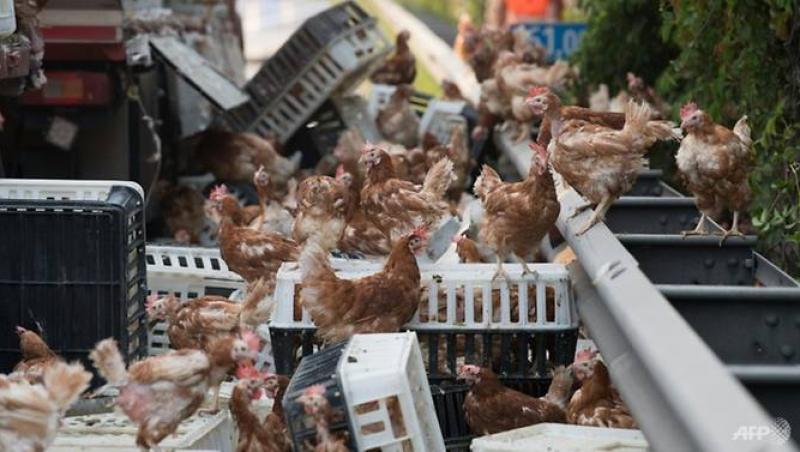 Aşa ceva nu ai văzut în viaţa ta! Câteva mii de găini au blocat o autostradă aglomerată din Austria. Imaginile cu poliţiştii încercând să debaraseze şoseaua fac înconjurul lumii