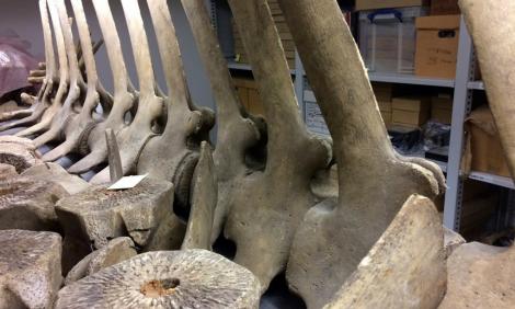 Amuzant sau înfiorător?! Vizitatorii unui muzeu din Londra, invitați să asambleze scheletul unei balene, vechi de 157 de ani