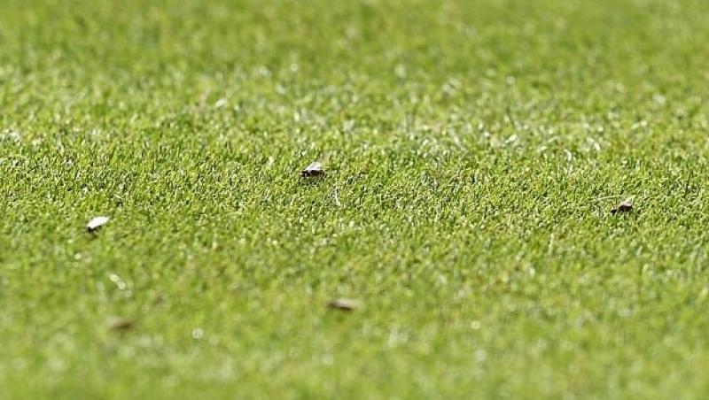 Galerie FOTO: Furnicile zburătoare sunt înnebunite după tenis! Invazie în timpul meciurilor de la Wimbledon