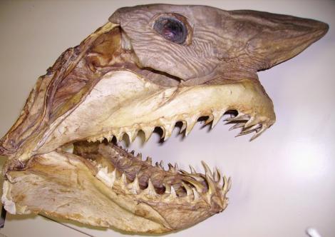 ”E uimitor să găsești așa ceva, după 400 de milioane de ani!” Au fost identificate rămășițele fosilizate ale unui rechin