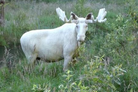 VIDEO cu peste un milion de vizualizări, care a &icirc;nnebunit internetul: Sunt doar o sută de astfel de animale &icirc;n lume