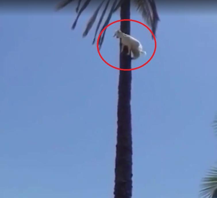 Când credeai că le-ai văzut pe toate, o capră se cățără în vârful unui palmier. Cum a reușit? Greu de imaginat! (VIDEO)