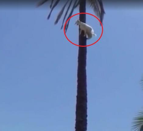 Când credeai că le-ai văzut pe toate, o capră se cățără în vârful unui palmier. Cum a reușit? Greu de imaginat! (VIDEO)