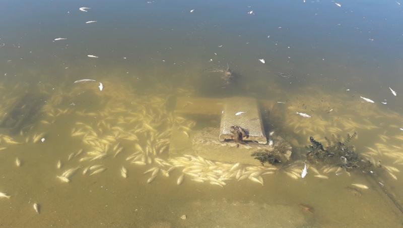 Imagini șocante! Lacul Morii, din București, plin cu pești morți. Nici păsările din apropiere nu au avut alt final