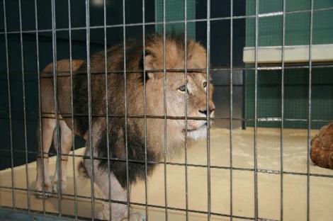 Un câine curios s-a strecurat în cușca unui leu fioros și lumea a așteptat cu groază deznodământul! Doar că surpriza a fost uriașă! Ce au făcut animalele