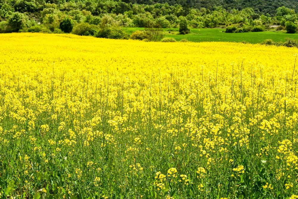 Rapița, cultura-vedetă și &icirc;n 2017? Ce motive invocă fermierii care o preferă!