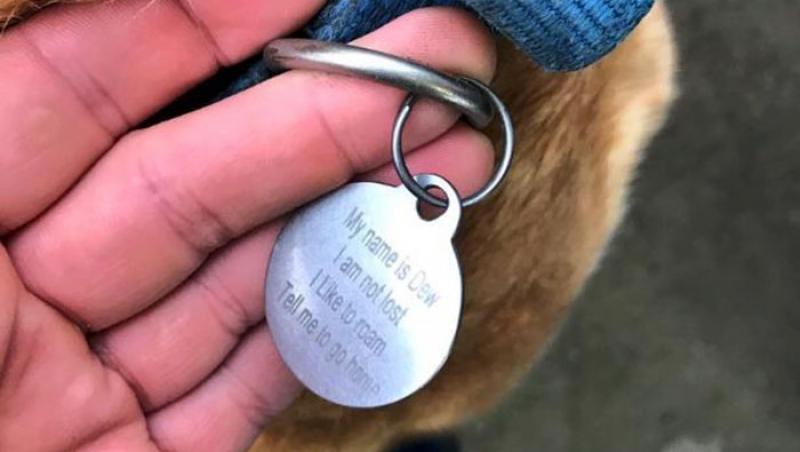 Tânărul a găsit un câine singur și a vrut să vadă cum îl cheamă, doar că pe medalionul animalului a găsit un mesaj de-a dreptul surprinzător!