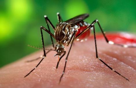 Alertă în România. Ministerul Sănătății: 16 persoane infectate cu virusul West Nile. Şase deja au decedat