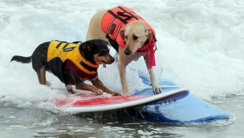 Râzi cu lacrimi! Zeci de câini și-au pus lăbuțele pe placă și s-au întrecut într-o competiție de surfing