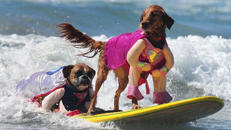 Râzi cu lacrimi! Zeci de câini și-au pus lăbuțele pe placă și s-au întrecut într-o competiție de surfing