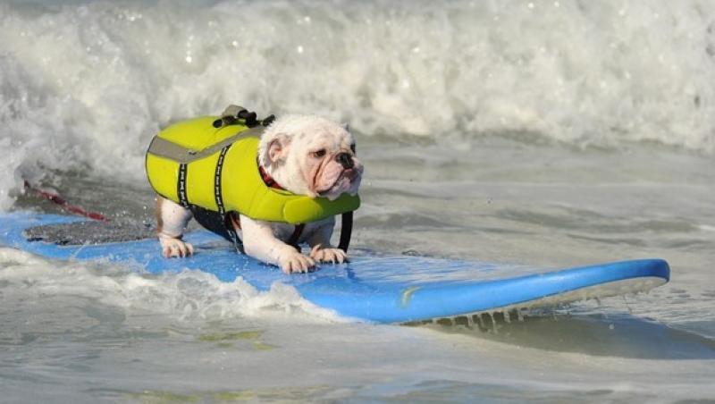Râzi cu lacrimi! Zeci de câini și-au pus lăbuțele pe placă și s-au întrecut într-o competiție de surfing