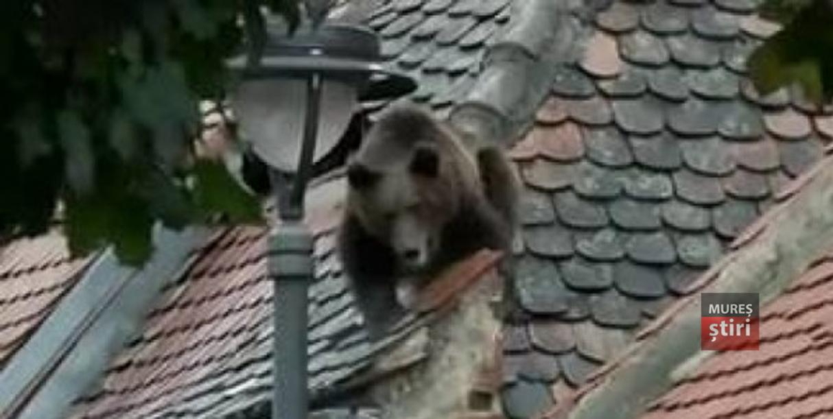 Britanicii de la BBC titrează: &rdquo;Urşi &icirc;nfometaţi caută m&acirc;ncare &icirc;ntr-un oraş din Rom&acirc;nia. VIDEO&rdquo; Materialul are aproape UN MILION de vizualizări