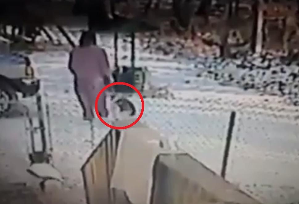 Răzbunarea animalelor chinuite! Enervată peste măsură de o femeie, pisica din imagini și-a făcut singură dreptate. A atacat-o mai ceva ca un c&acirc;ine. Imagini șocante! (VIDEO)