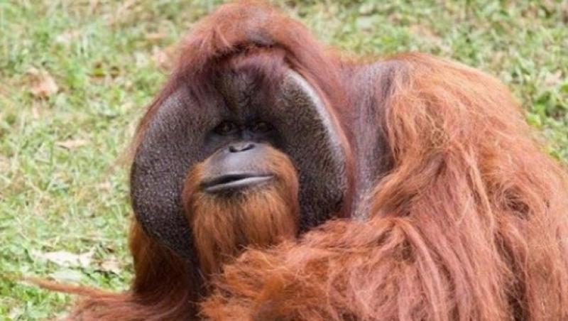 Urangutanul Chantek, 'maimuța care a mers la colegiu', a murit la vârsta de 39 de ani