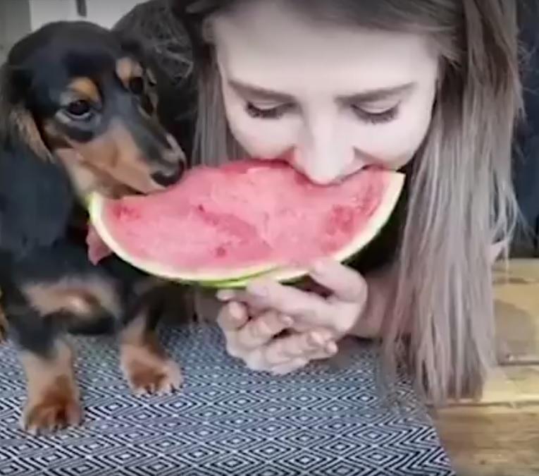 Dovada că prietenii adevărați împart totul! Chiar dacă este vorba despre un câine și stăpâna sa, devorând aceeași felie delicioasă de pepene. Imaginile sunt adorabileee! (VIDEO)