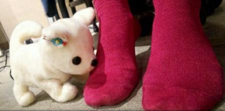 Acest c&acirc;ine este expert la detectat mirosuri. &Icirc;ți arată c&acirc;t de tare &icirc;ți miros picioarele