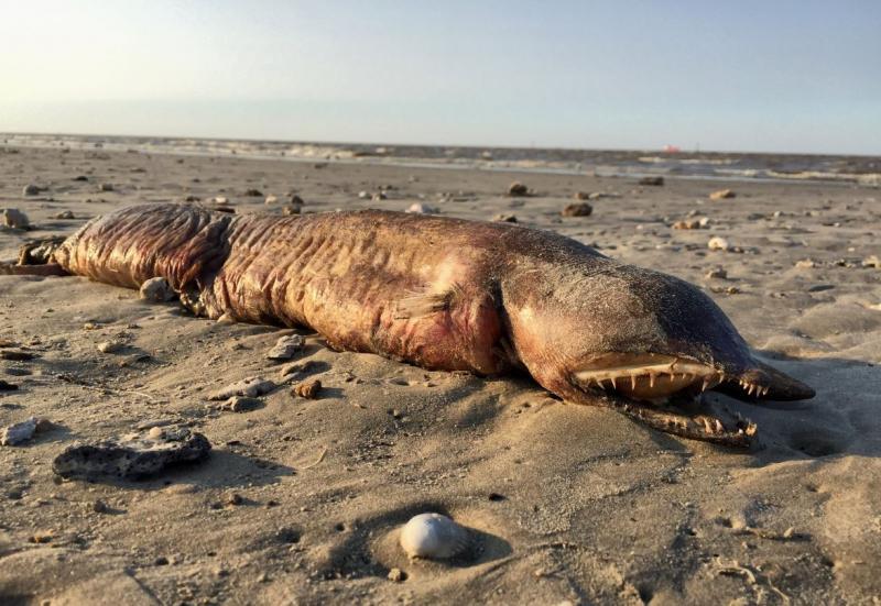 Dumnezeule! O creatură &icirc;ngrozitoare a fost scoasă la suprafață de uraganul Harvey! Imaginile MONSTRULUI din ad&acirc;ncuri!