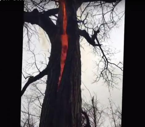Video înfricoşător! Se plimbau prin pădure când au dat de "copacul Iadului". Ardea din interior fără să scoată fum