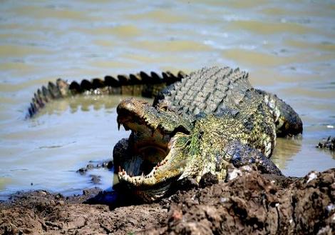 Tragedie! Un jurnalist a murit dupa ce a fost tras în apa unei lagune din Sri Lanka de un crocodil. Ultimul lucru pe care l-au vazut martorii