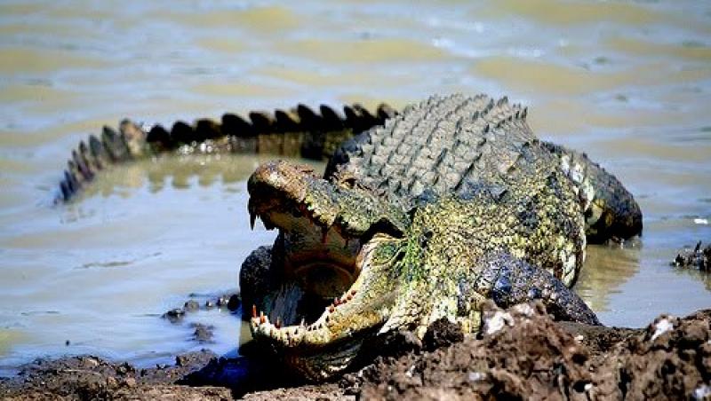 Tragedie! Un jurnalist a murit dupa ce a fost tras în apa unei lagune din Sri Lanka de un crocodil. Ultimul lucru pe care l-au vazut martorii
