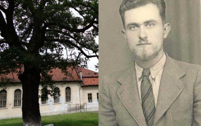 "E SEMN RĂU"! Stejarul plantat de Arsenie Boca &icirc;n curtea liceului său a putrezit &icirc;n timp record. Să fie acesta &icirc;nceputul sf&acirc;rşitului?!