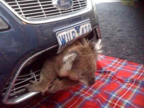 Șoferul a auzit zgomote sub vehicul și s-a speriat! Un ursuleţ koala a călătorit 13 kilometri agăţat de roata mașinii sale