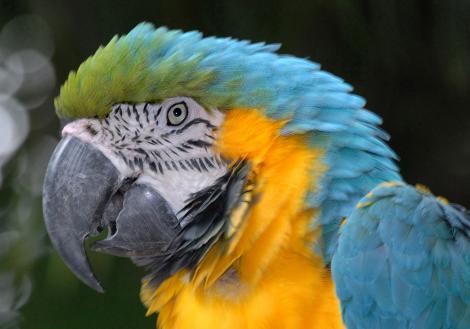 Un papagal a plasat o comandă pe Amazon în valoare de 11 lire sterline