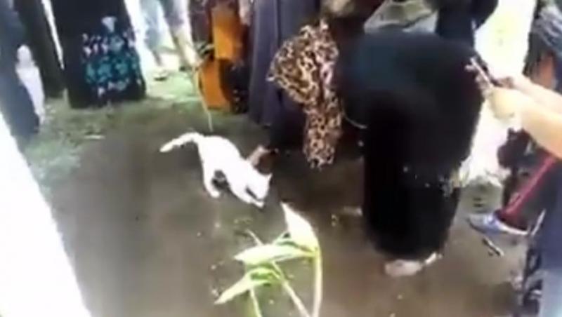 Acest clip este pentru cei care cred că pisicile nu își iubesc stăpânii! Felina din imagini refuză să părăsească mormântul celui care a avut grijă de ea
