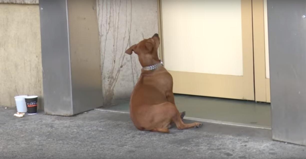 Poveste inspirată din Hachikō: și-a așteptat stăp&acirc;nul &icirc;n fața spitalului. Momentul revederii este desprins din filme