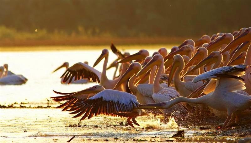 Delta Dunării pictată &icirc;n culorile toamnei