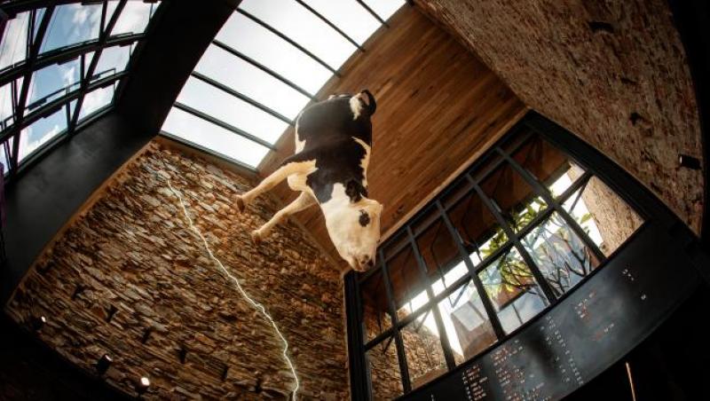 ”Cum să mănânci când trupul unui animal real, mort, zace lângă tine?” O vacă împăiată, atârnată de tavanul unui restaurant, stârnește revoltă pe net