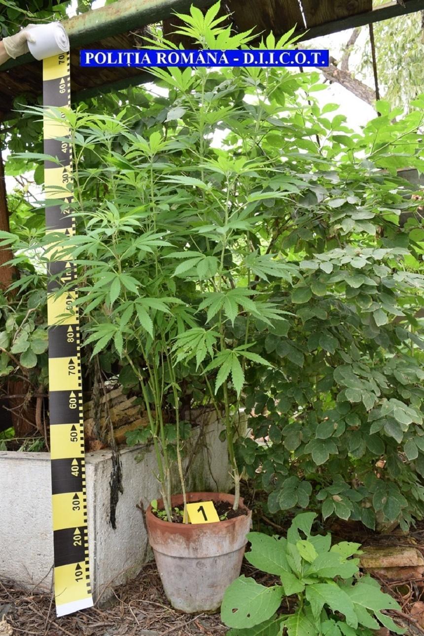Plantaţie de cannabis pe un teren de 4.000 de metri pătraţi, &icirc;ntr-un sat din Rom&acirc;nia. Anchetatorii au confiscat două tone de "iarbă"
