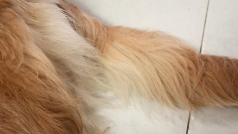 Un câine a fost împușcat din senin la Constanta