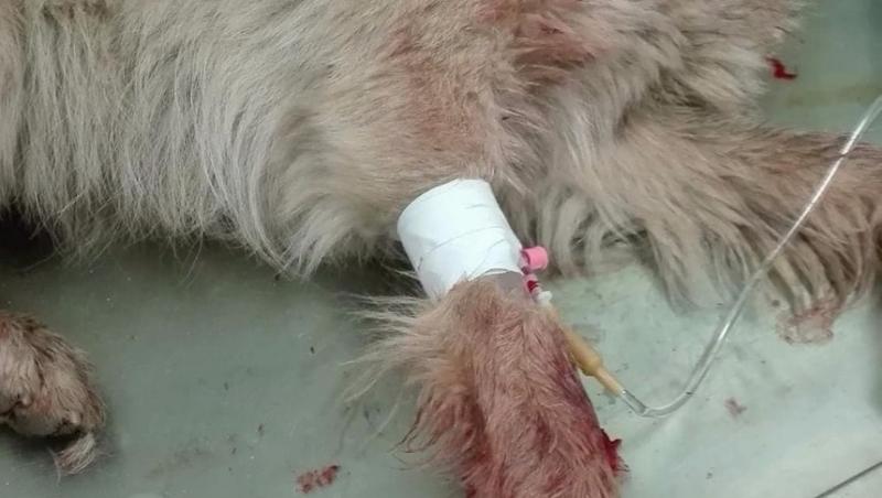 Un bărbat din Constanța plimba câinele pe stradă atunci când o mașină a oprit și cineva a împușcat animalul!