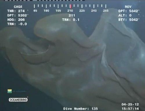 A apărut &icirc;n largul mării! Autoritățile au intrat &icirc;n alertă generală: &bdquo;S-a dublat. Devine din ce &icirc;n ce mai mare!&rdquo;