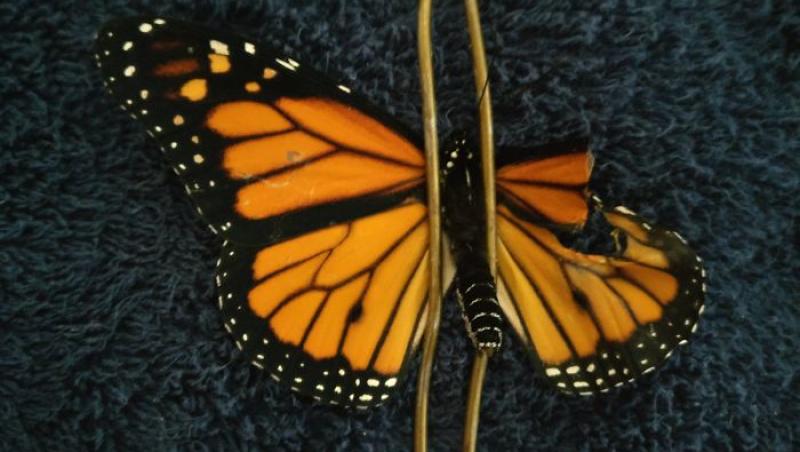 O femeie a reușit să opereze aripa unui fluture! Internauții de pe Facebook  au fost șocați