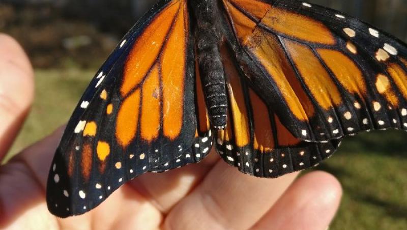 O femeie a reușit să opereze aripa unui fluture! Internauții de pe Facebook  au fost șocați