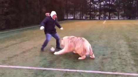 VIDEO: Rusia a găsit arma secretă pentru Cupa Mondială din vară: un tigru! Imagini senzaționale cu tigrul-fotbalist