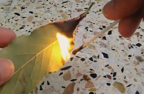 O femeie a ars câteva frunze de dafin la lumânare și a așteptat zece minute! Ce a observat în cameră