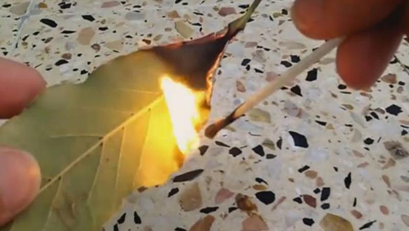 Ce se întâmplă dacă arzi frunze de dafin