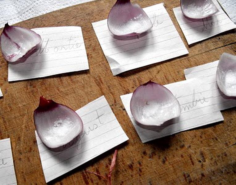 Calendarul cu ceapă. Obiceiul din bătr&acirc;ni prin care afli cum va fi vremea