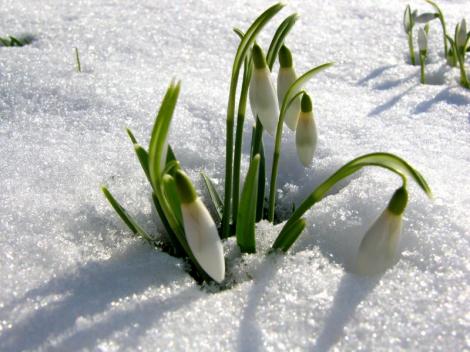 Vremea ne surprinde din nou! După NINSORI și PLOI, apar primele semne de primăvară! VREMEA ÎN WEEKEND